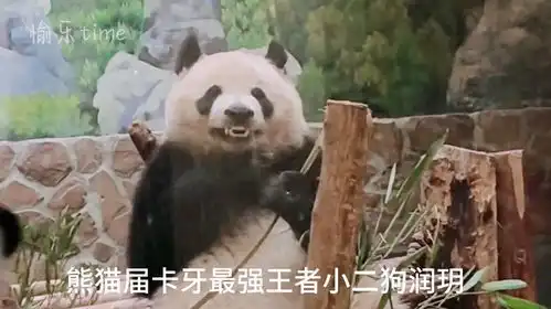 熊猫塞牙搞笑合集,润玥让人好笑,花花让人捉急
