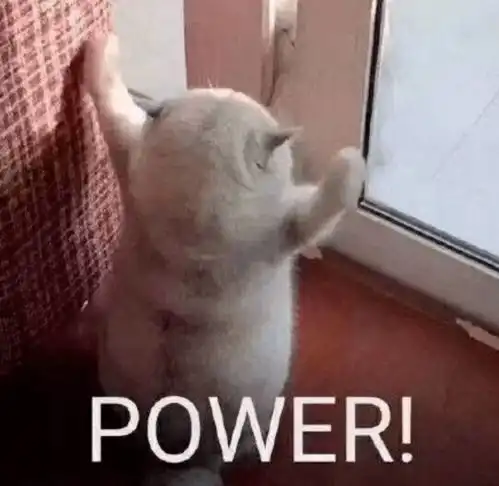 猫猫为科学付出了太多