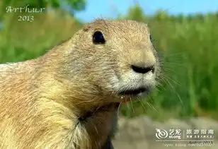 超搞怪的动物表情组图