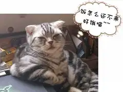 搞笑动物图片大全可爱动物搞笑图片