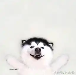 这么可爱的吸血哈士奇,被咬了也甘愿啊