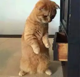 猫咪偷翻抽屉,找主人藏起的鱼干,看到空的抽屉时,整只猫崩溃了