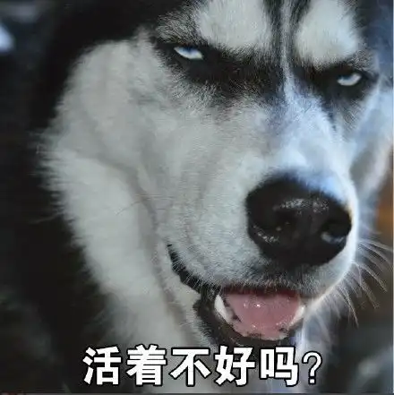 qq表情包动物搞笑