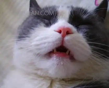 猫流口水怎么回事