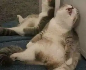小伙把假蛇放在猫身上,当猫看到假蛇后,立马吓出了表情包