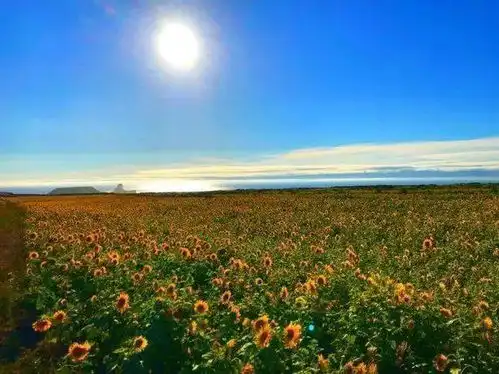 薰衣草虞美人太主流英国这些向日葵花田等你来
