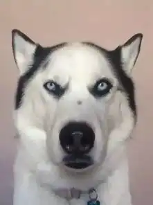 搞笑你家的狗狗谢顶了吗