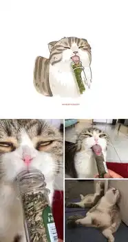 表情包已做好,来见识下互联网热传的30只搞笑猫咪