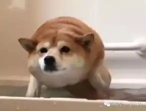 主人拖柴犬一起洗澡,还没下水就一阵乱刨,萌出血