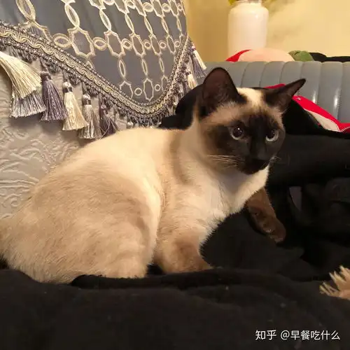 这只猫到底值多少钱,自己的暹罗猫