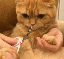 给猫洗澡需要大战三百回合教你如何优雅的给猫洗澡多图预警