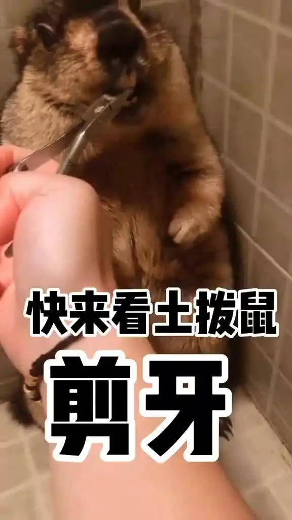 土拨鼠剪牙来了