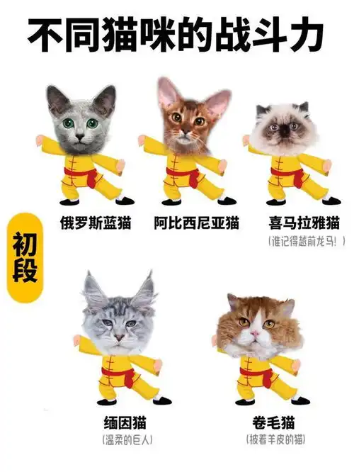 假如猫咪会武功,我家的居然是小趴菜,你家的呢