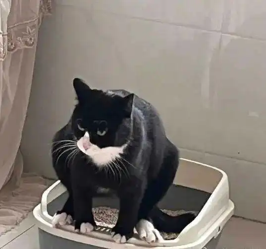 好痛猫咪拉粑粑的表情怎么跟人一样