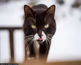 猫星人表情大合集扮得了高冷卖得了萌环球旅行