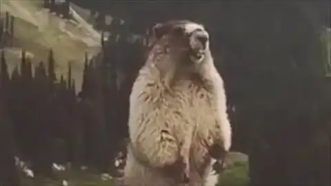 尖叫土拨鼠变身超级赛亚鼠