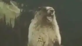 土拨鼠叫了十分钟