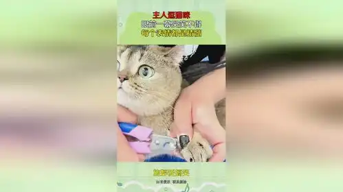 主人逗猫咪,眼前一幕哭笑不得,每个表情都是精髓