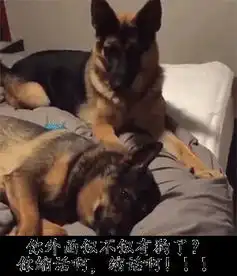 你外面是不是有狗了动态图片下载你外面是不是有狗了表情包gif版下载飞翔下载