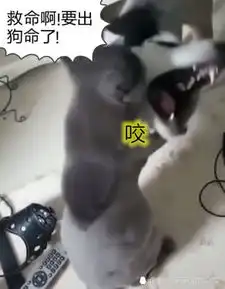 蓝猫剃毛后心情不好,二哈上前挑衅遭暴打,搞怪表情让主人笑喷了