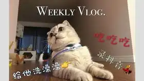 超萌记录小奶猫们的第一次洗澡