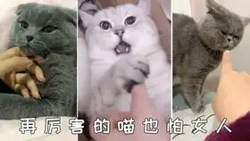 猫我咋一读书就犯困呐
