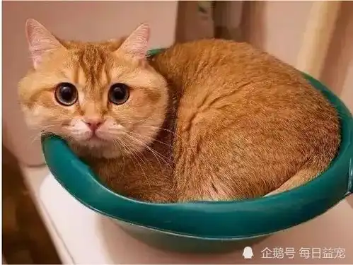 一只平平无奇的橘猫,身上竟藏着7个世界之最,你不知道吧