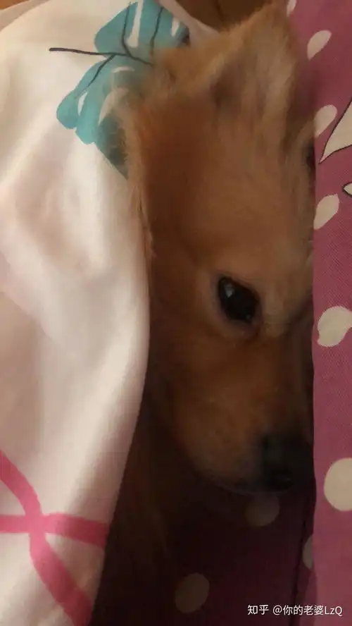 大家都怎么给狗狗取名的