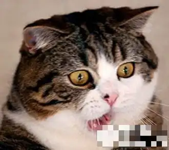 爆笑猫咪表情有多传神