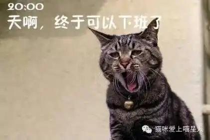 喵星人告诉你,明天的你就是这样子的