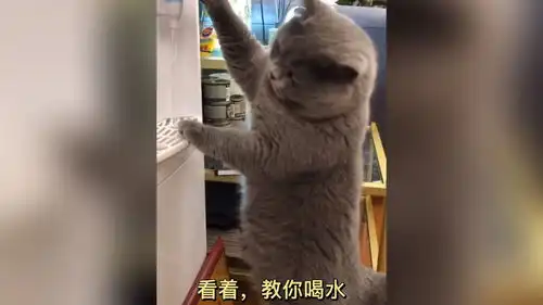 爆笑动物合集这眼神,这表情,一看就不好惹的感觉
