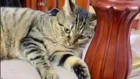 抖音千万粉丝超搞笑网红猫尿尿是只猫合集5