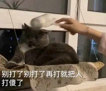 养猫以后手机里多了很多表情包