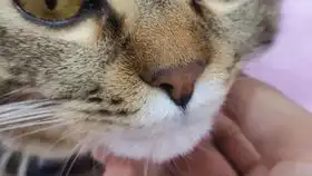 猫咪上厕所时的噘嘴表情,太可爱惹表情包出处视频