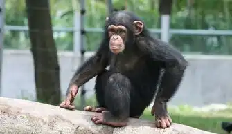 疑惑宠物艾滋会传染给我们吗