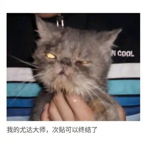 你见过最丑的猫长什么样子每只猫都丑出了新高度