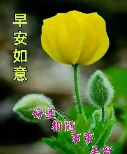 最新版早晨好漂亮图片带字问候语微信群秋季早晨好问候语祝福语表情图片大全