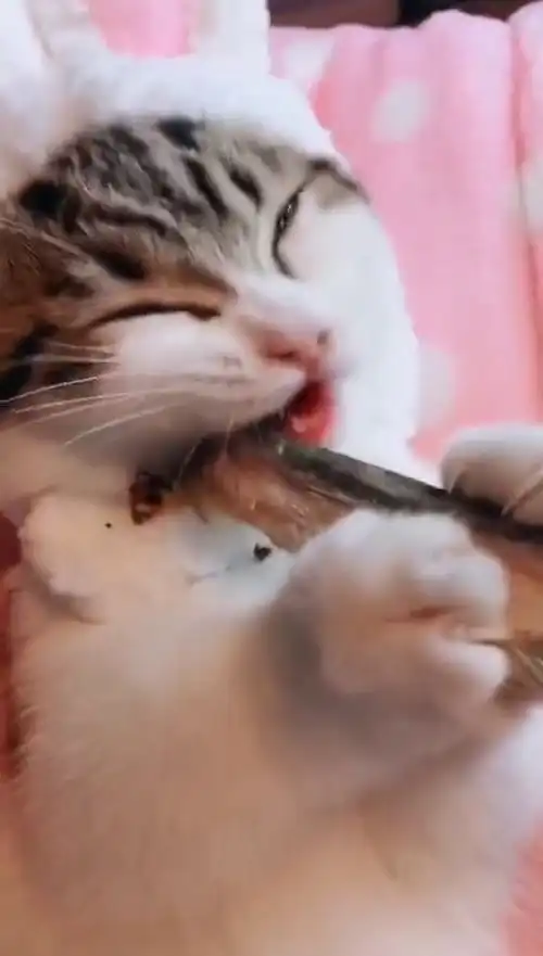 玩归玩闹归闹,别拿小鱼干开玩笑,小猫吃鱼的表情真是太可爱了