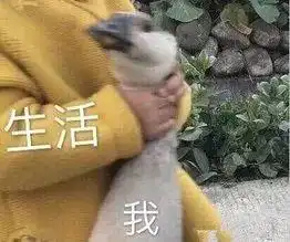 狗子铲屎的,你为什么要祸害我们这些老实狗