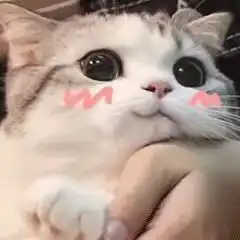 可爱猫猫表情包快乐是他们的,我只有双下巴
