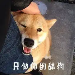 谁知道这狗什么品种