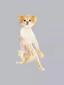 搞笑摄影图片飞翔的狗子