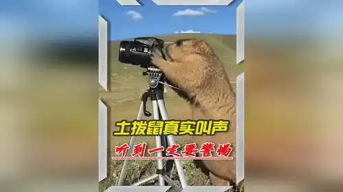 土拨鼠为啥爱尖叫真实声音原来这样,听到要小心,涨知识了