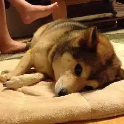 柴犬与哈士奇的混血儿长这样的,二哈的基因这次被征服了