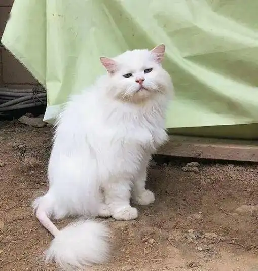 猫天生眼睛小,它看起来表情不是很开心的样子,这表情好苦