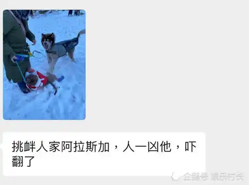 陈乔恩吐槽自家的狗,穿圣诞装变全街最靓的仔,遇阿拉斯加后吓出表情包