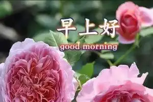 早安问候语图片早上好问候语表情短信清晨问候大全搞笑大小王
