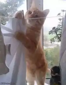 搞笑图片妹子与乌龟,此画面看着让人脸红...
