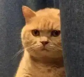 doyouknow你表情包中的猫