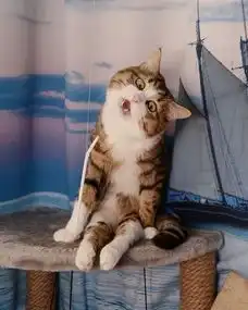 这只小猫靠着表情在ins上圈粉无数